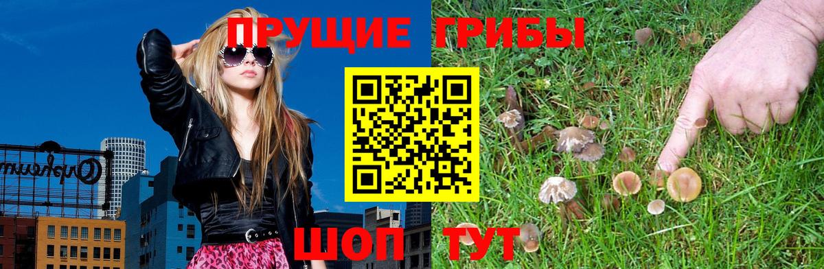 где купить наркотик  Галлюциногенные грибы MAGIC MUSHROOMS  Вход с VPN  Джанкой 